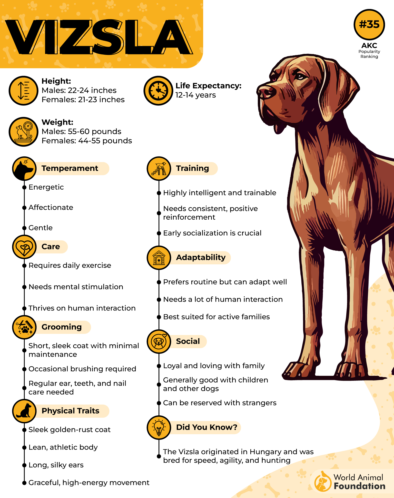 Vizsla Profile