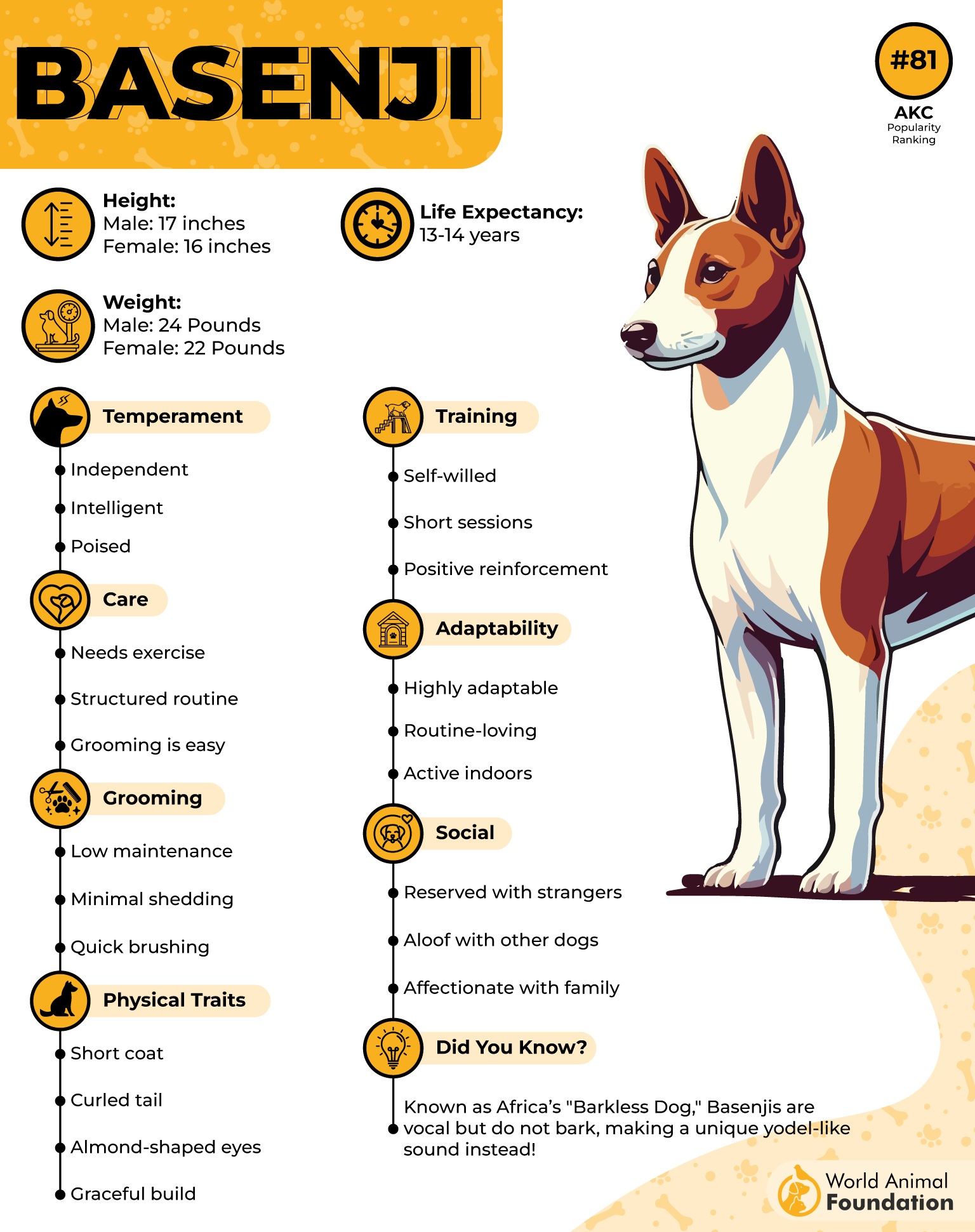 Basenji Profile