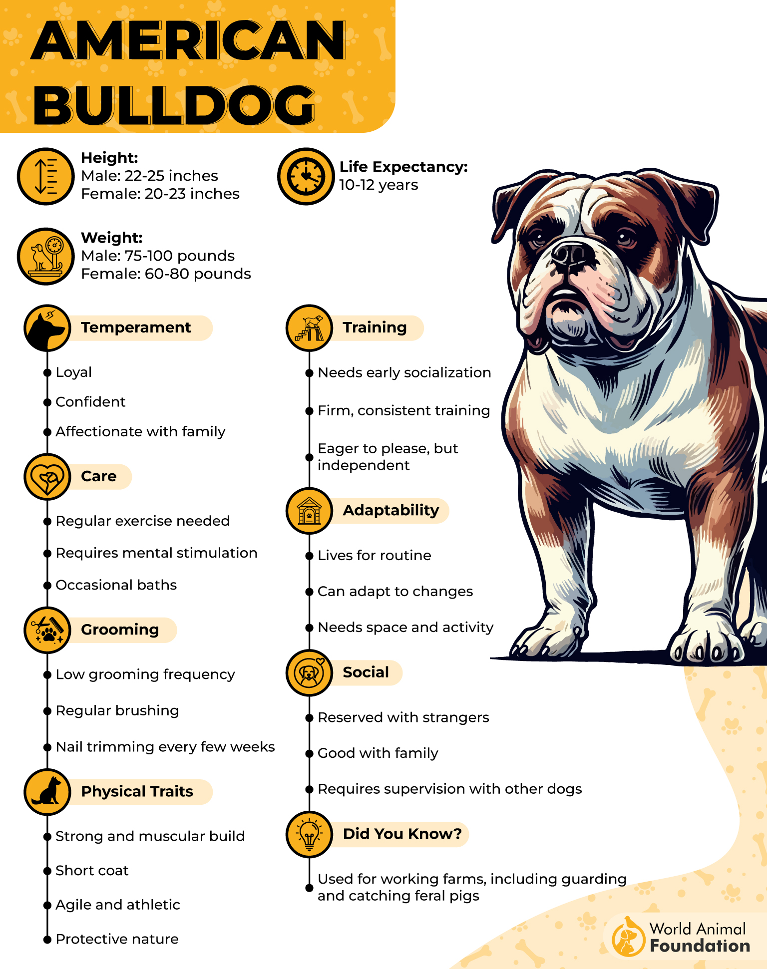 American Bulldog Profile