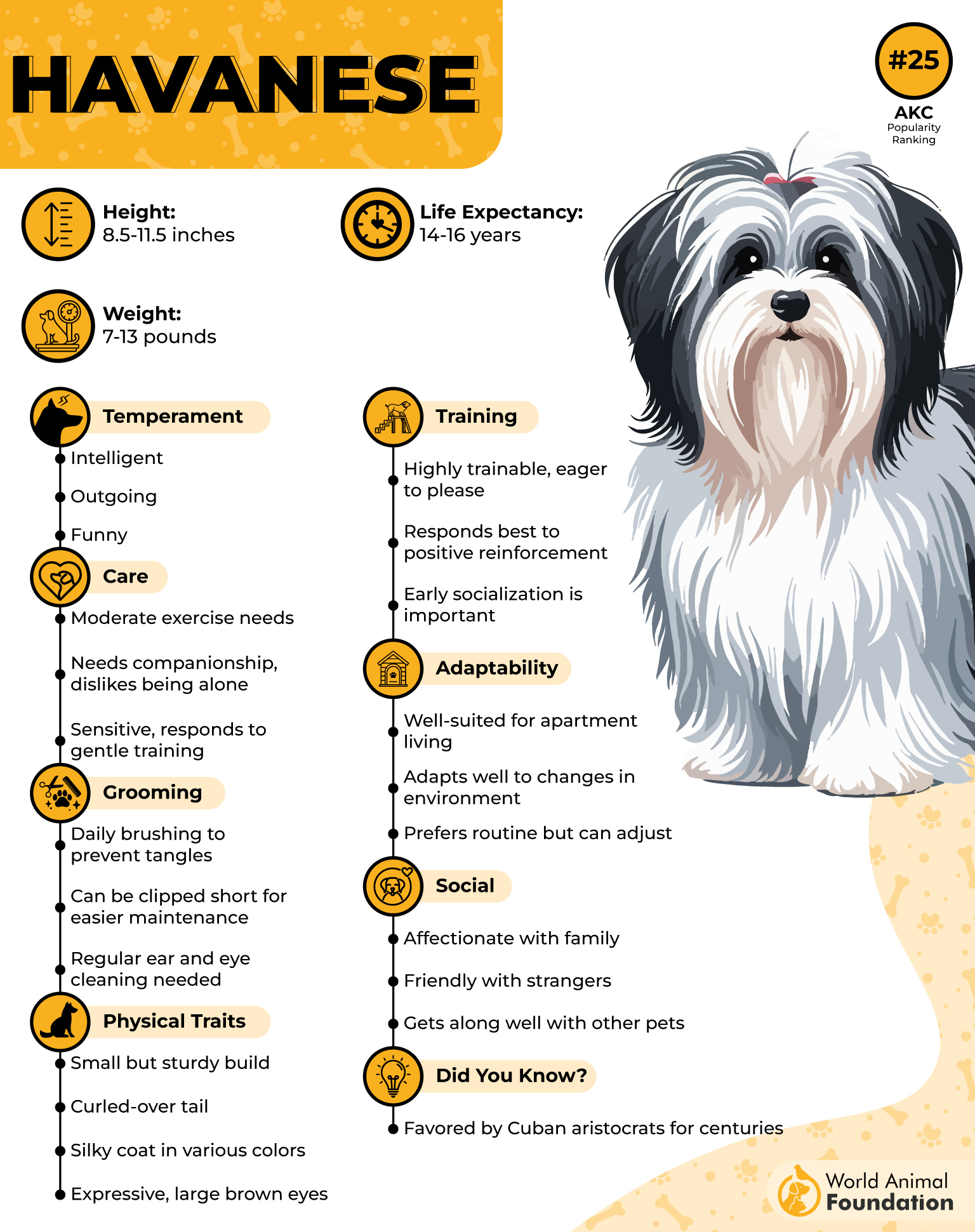 Havanese Profile