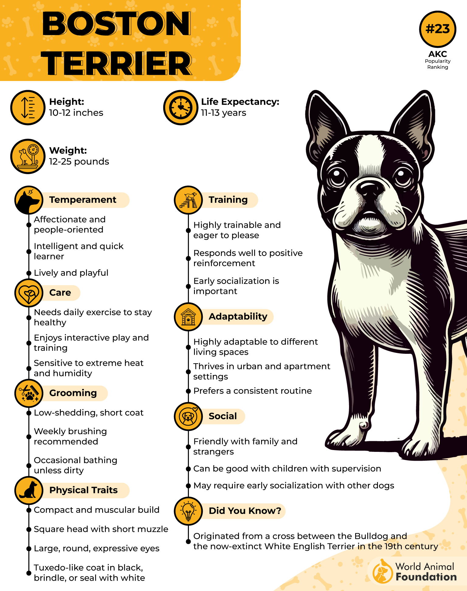 Boston Terrier Profile