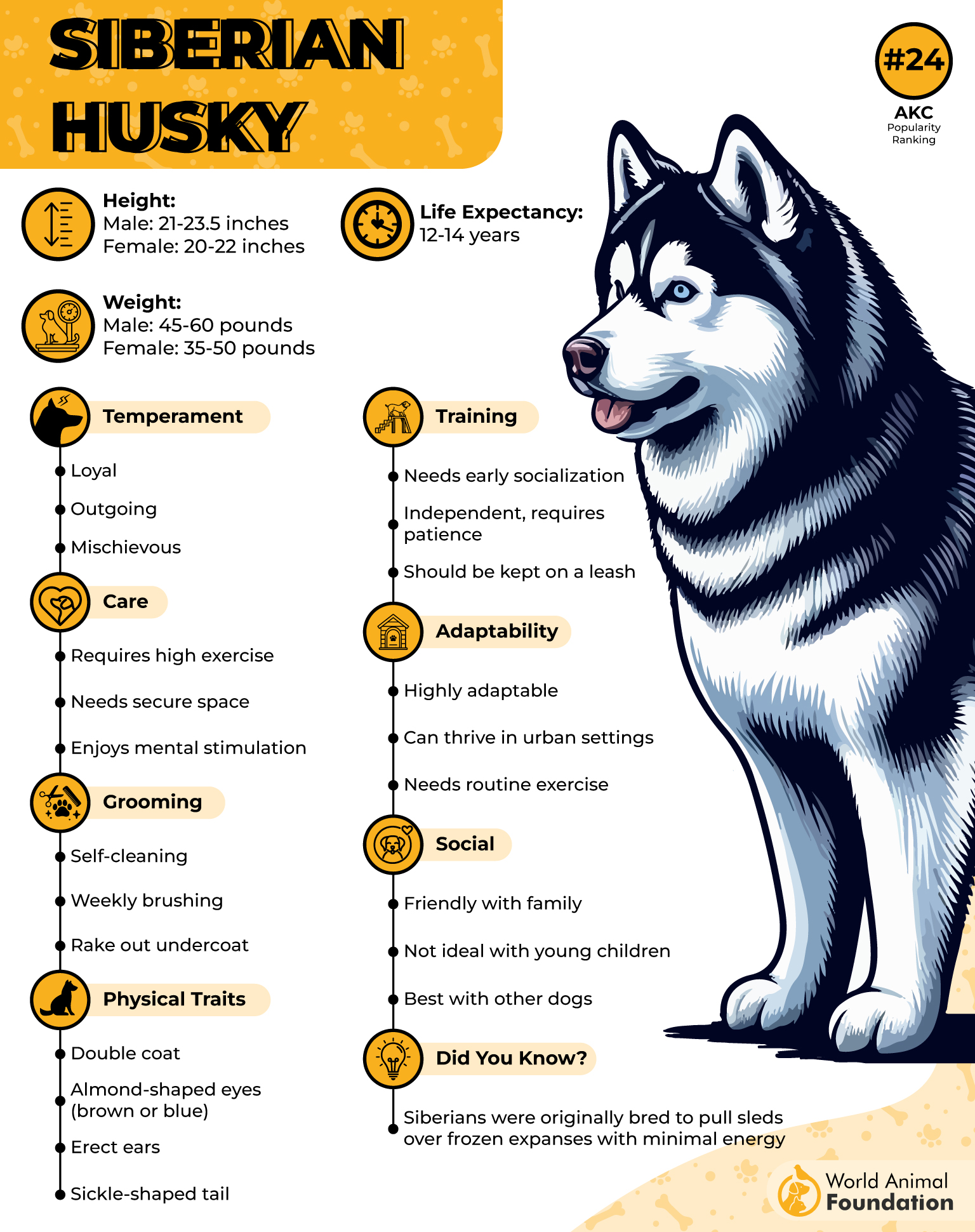 Siberian Husky Profile