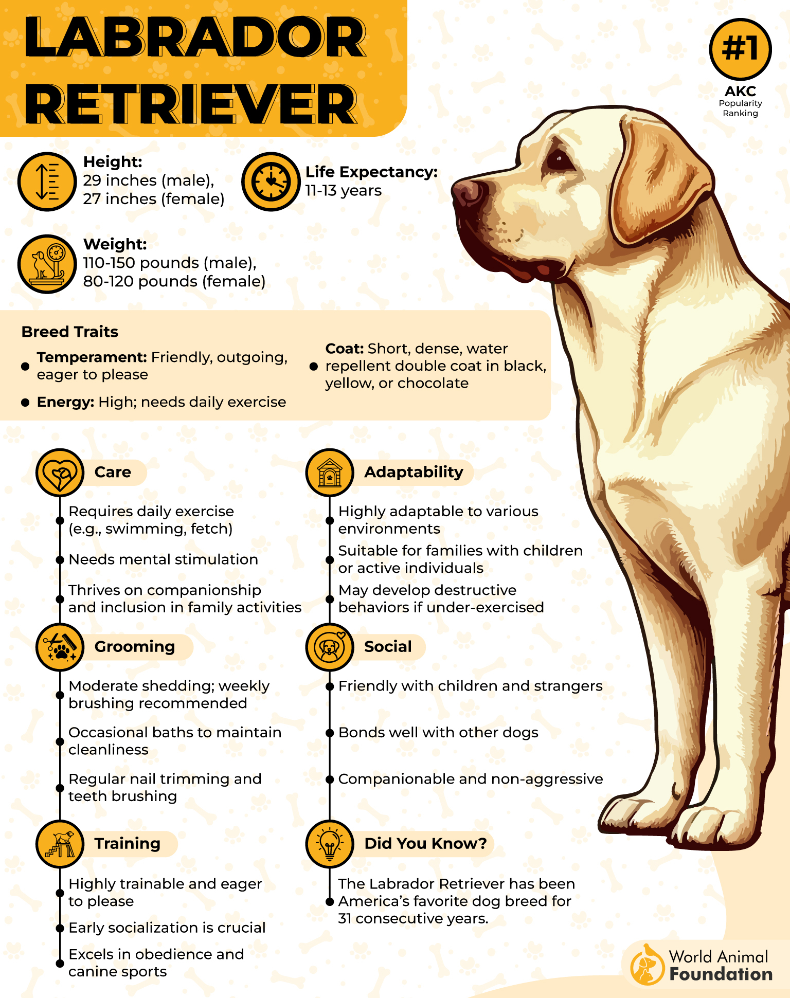 Labrador Retriever Profile