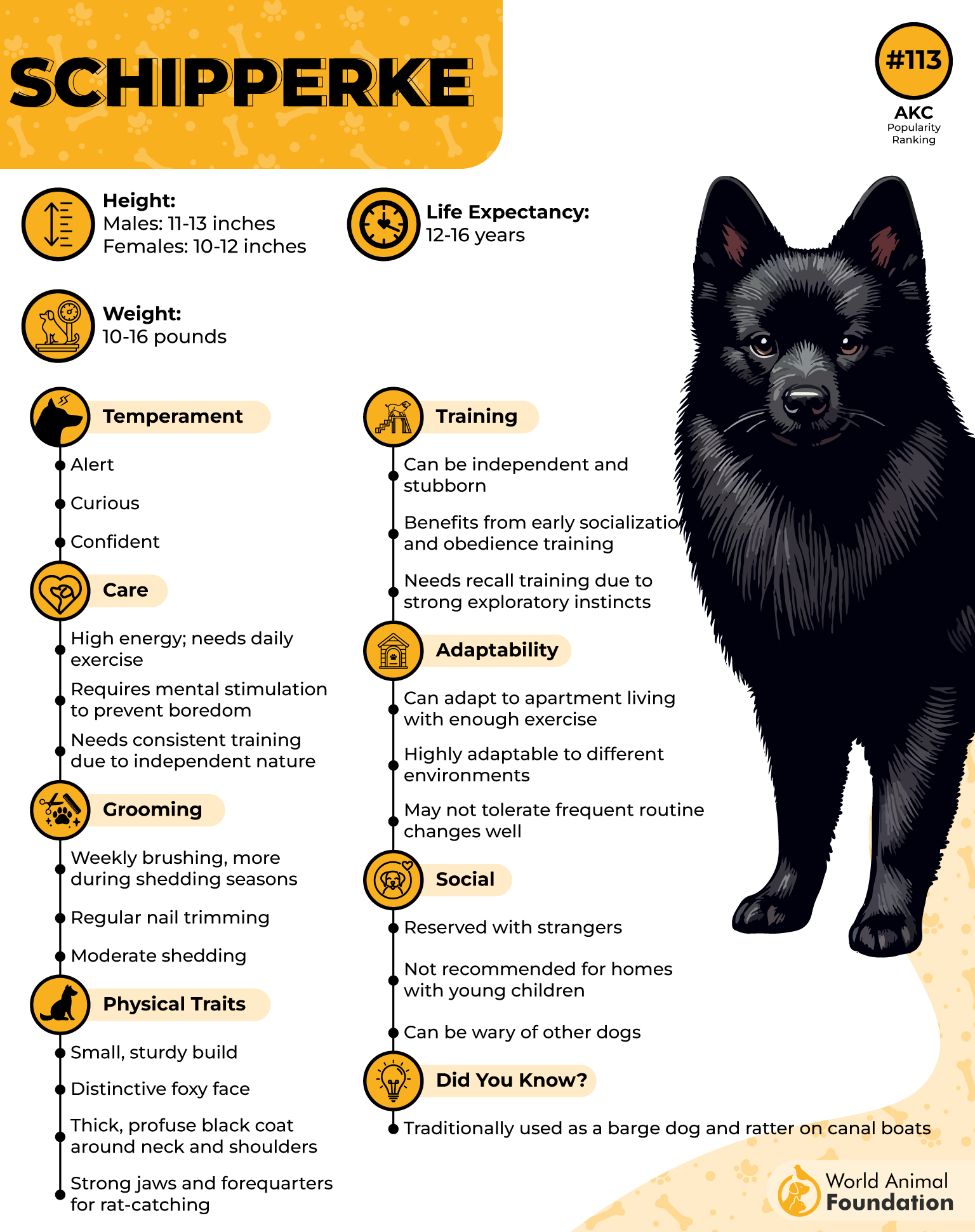 Schipperke Profile