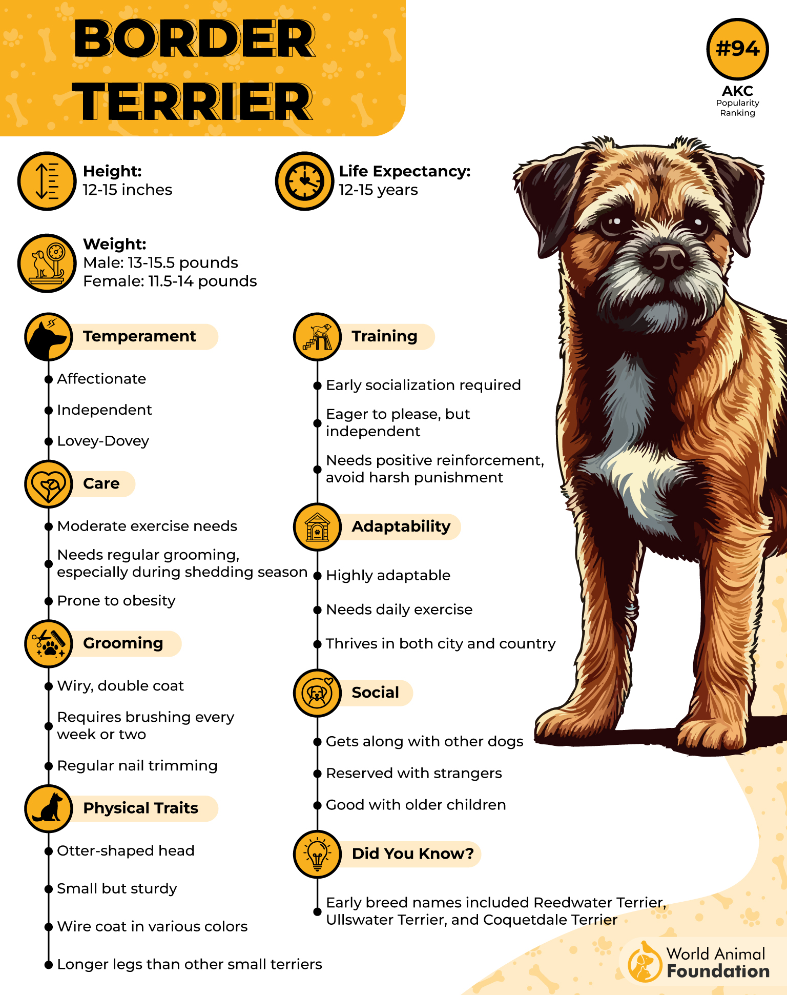 Border Terrier Profile