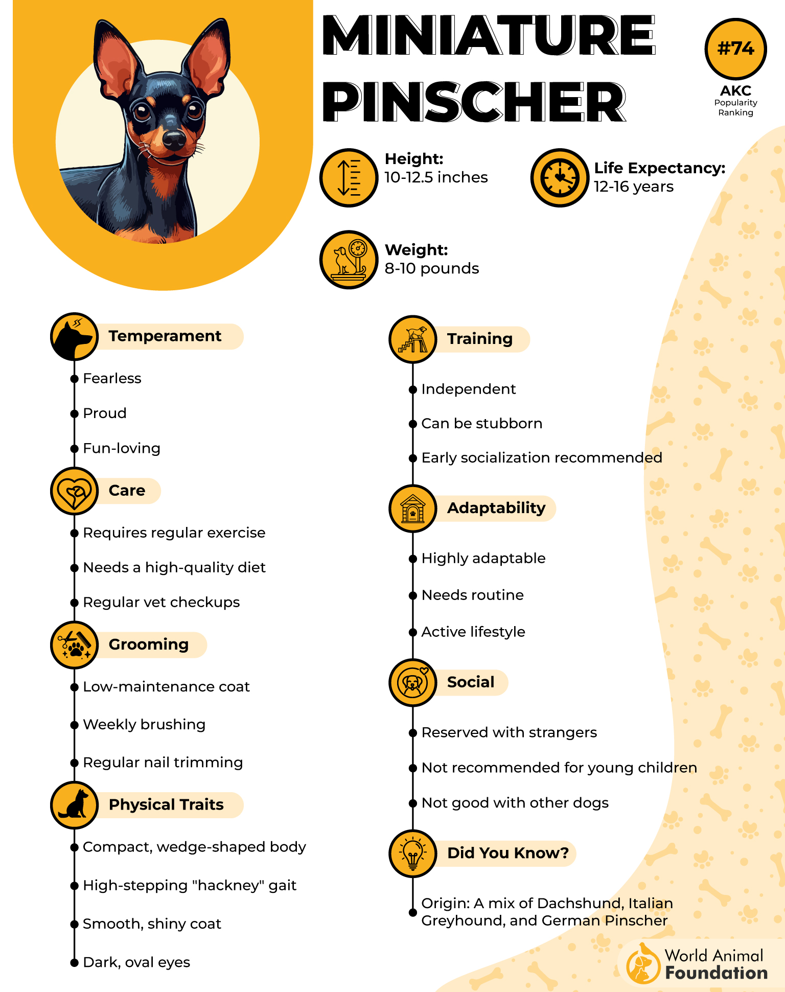 Miniature Pinscher Profile