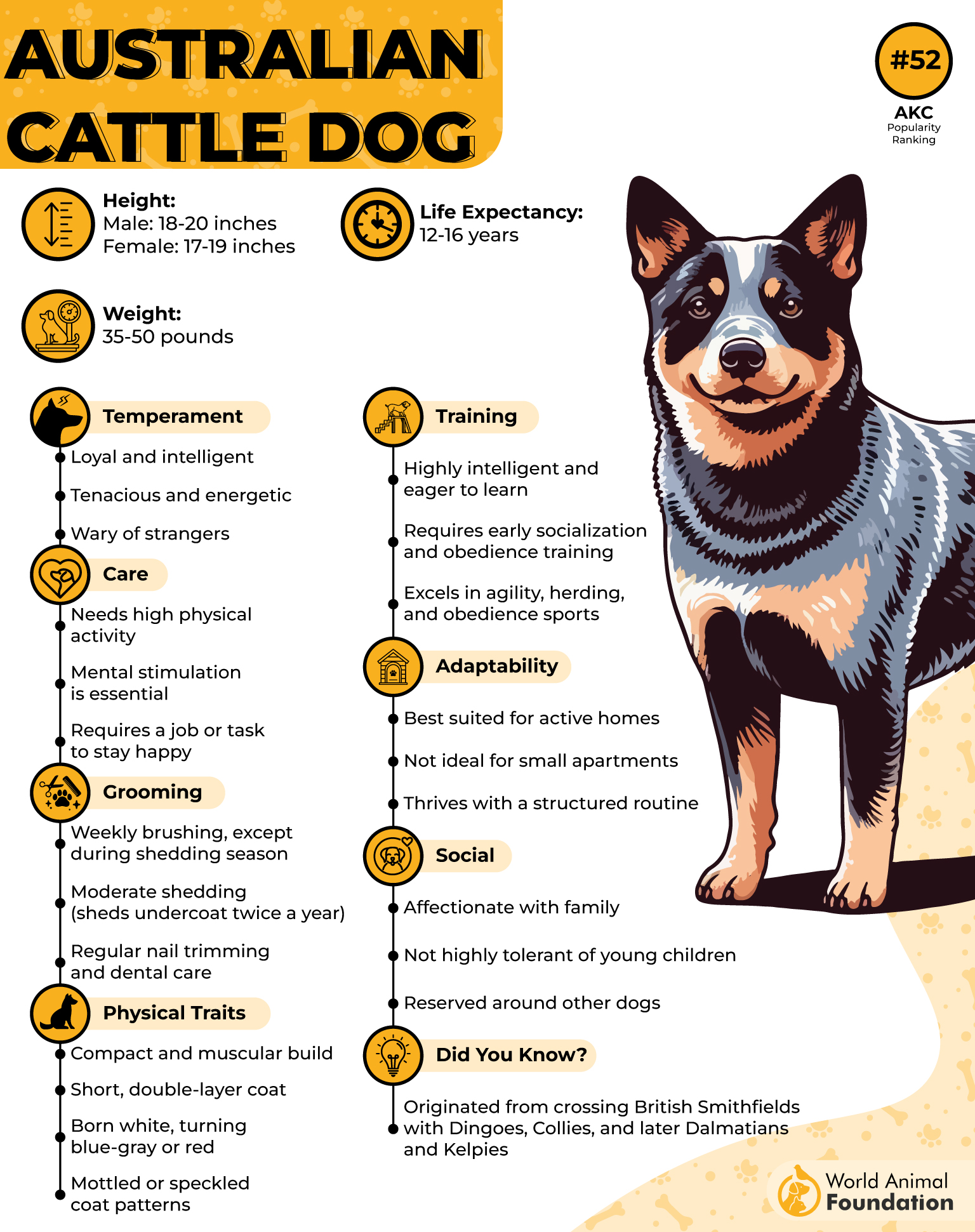 Australian Cattle Dog Profile