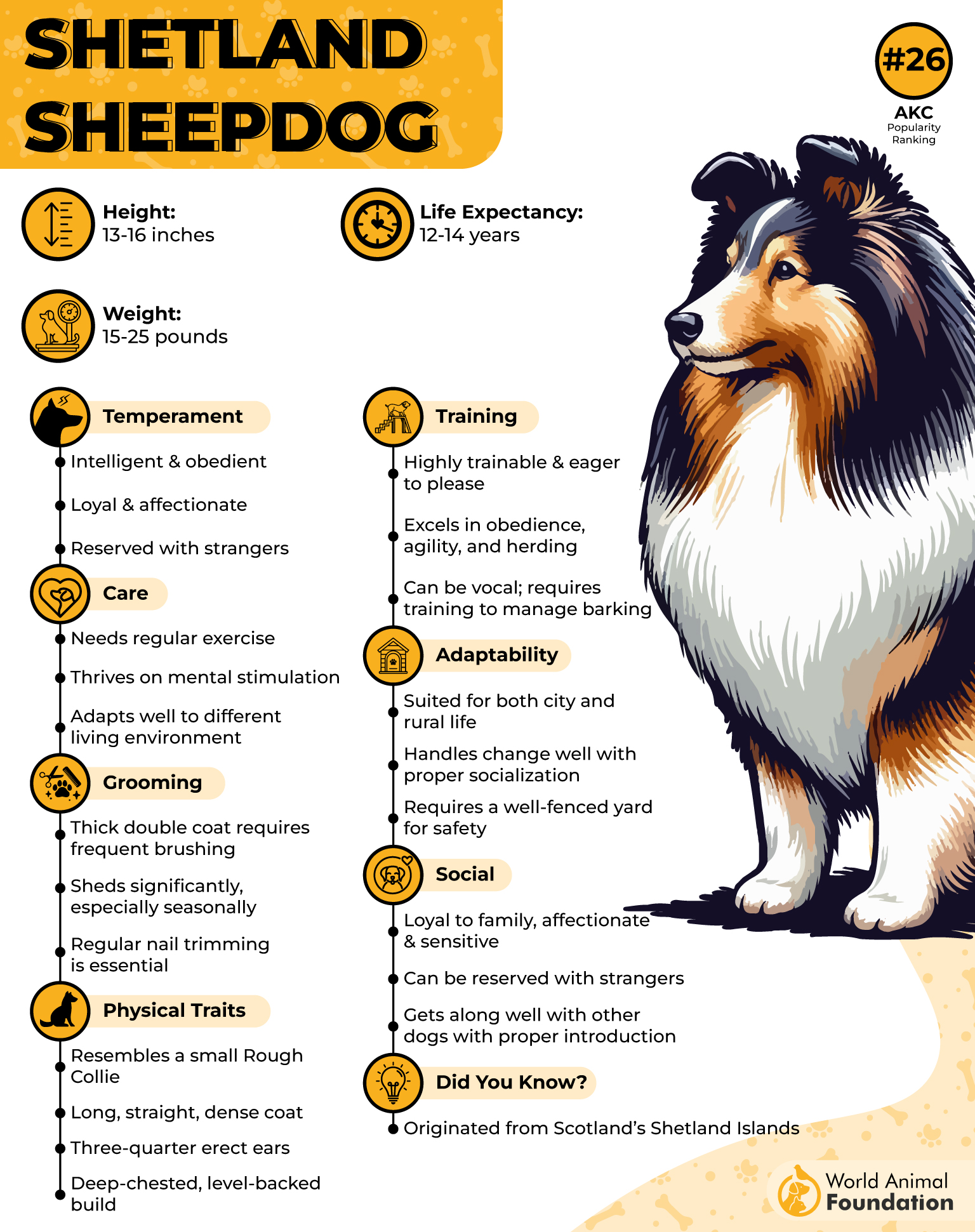 Shetland Sheepdog Profile