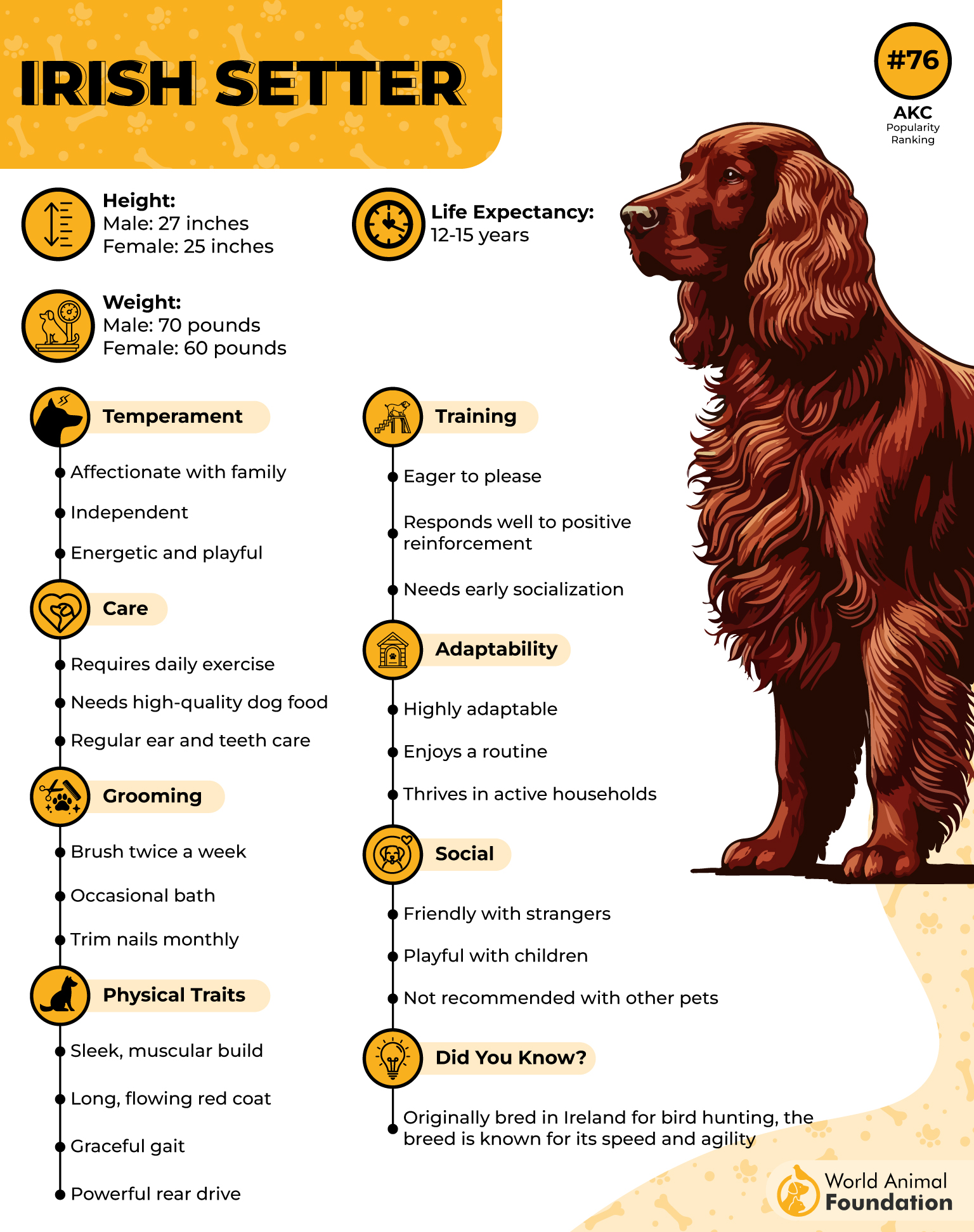 Irish Setter Profile