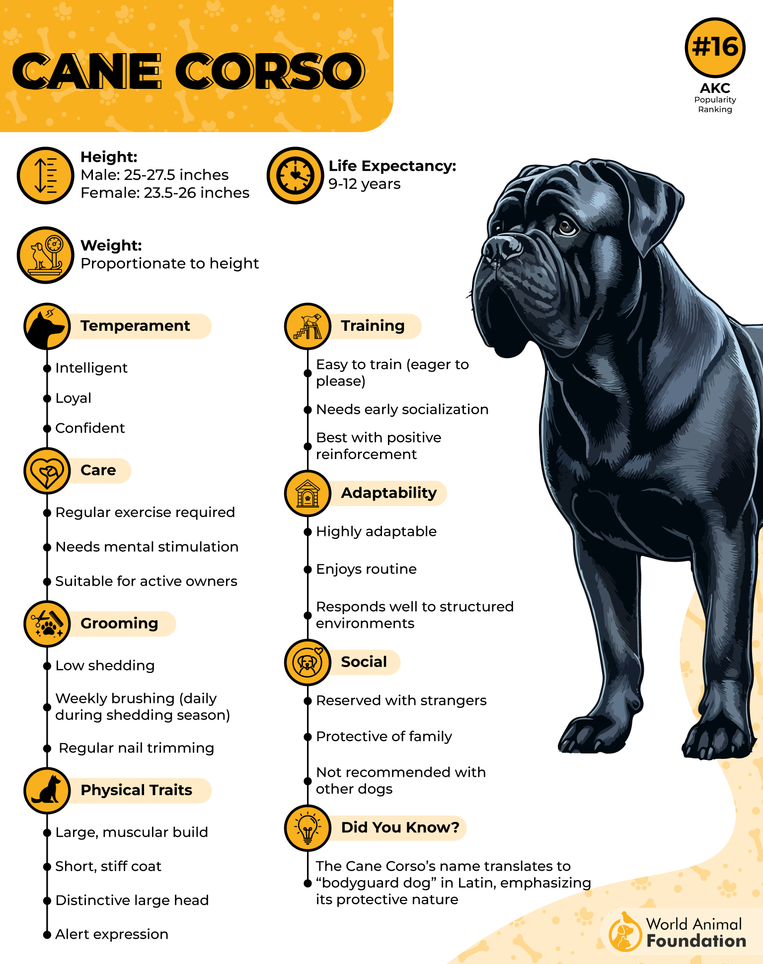 Cane Corso Profile