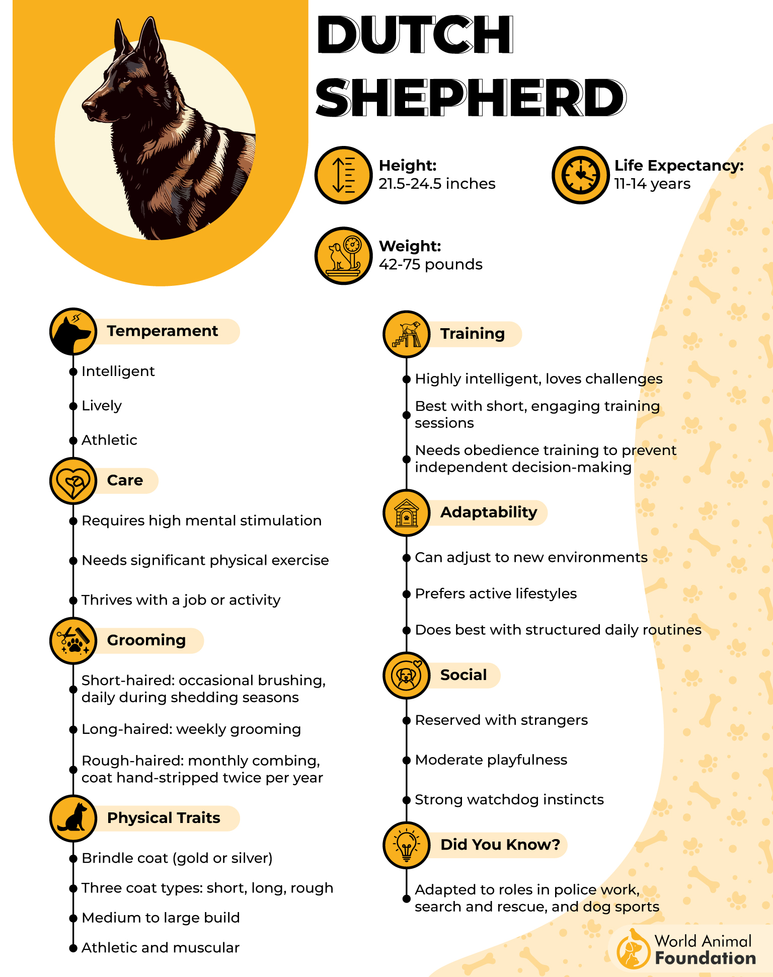 Dutch Shepherd Profile