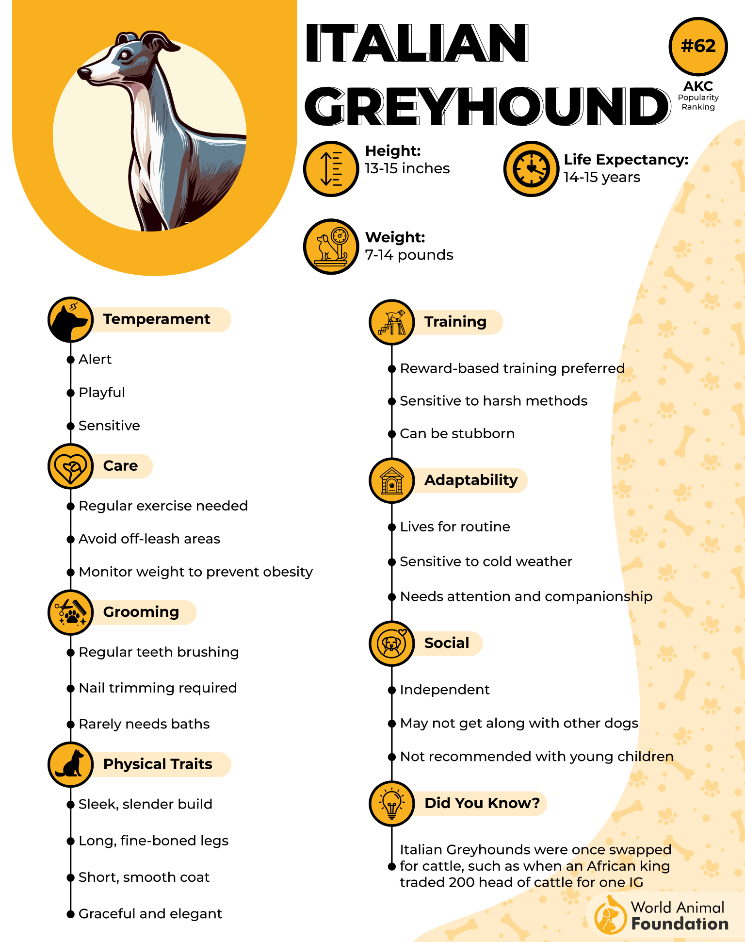 Italian Greyhound Profile