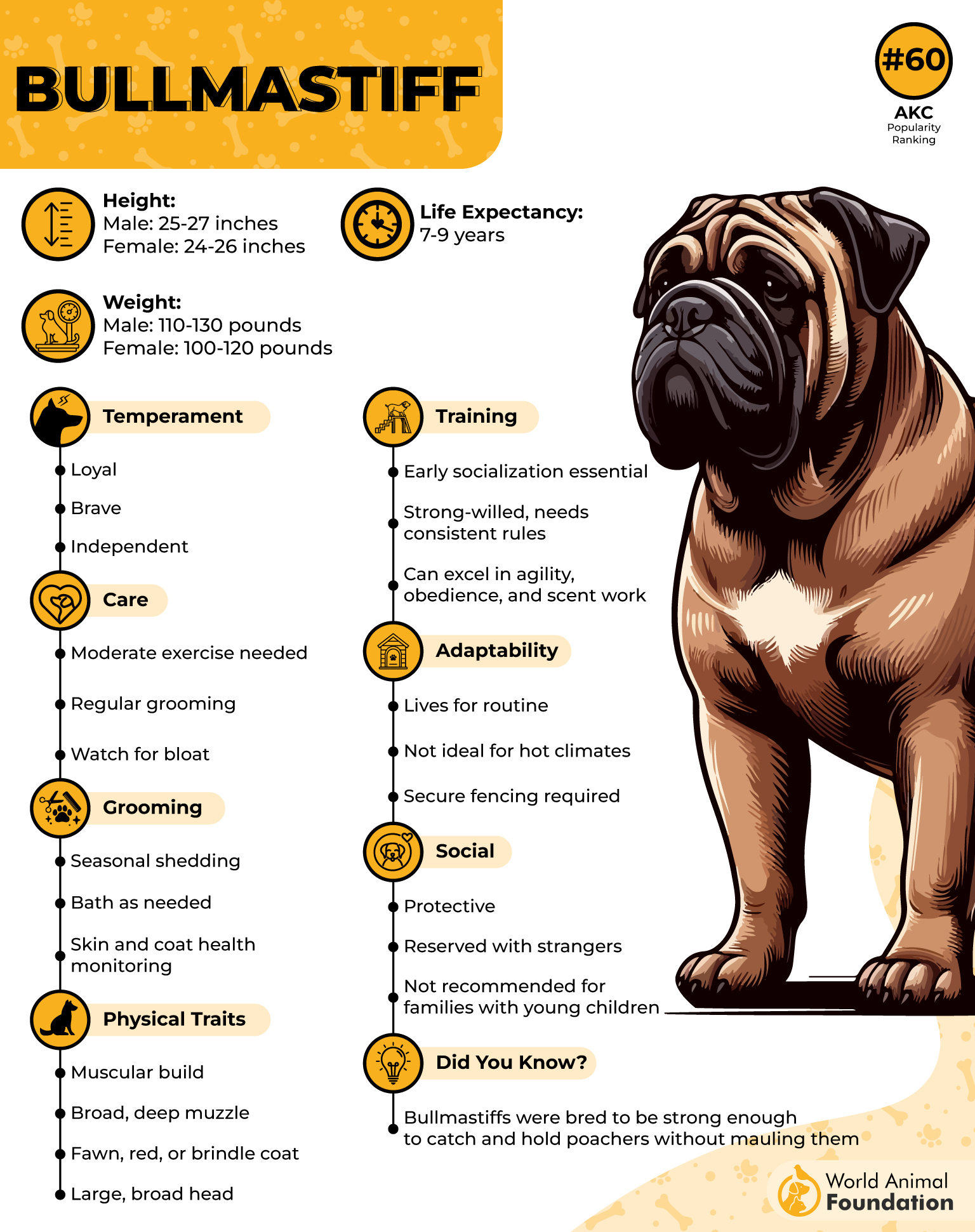 Bullmastiff Profile