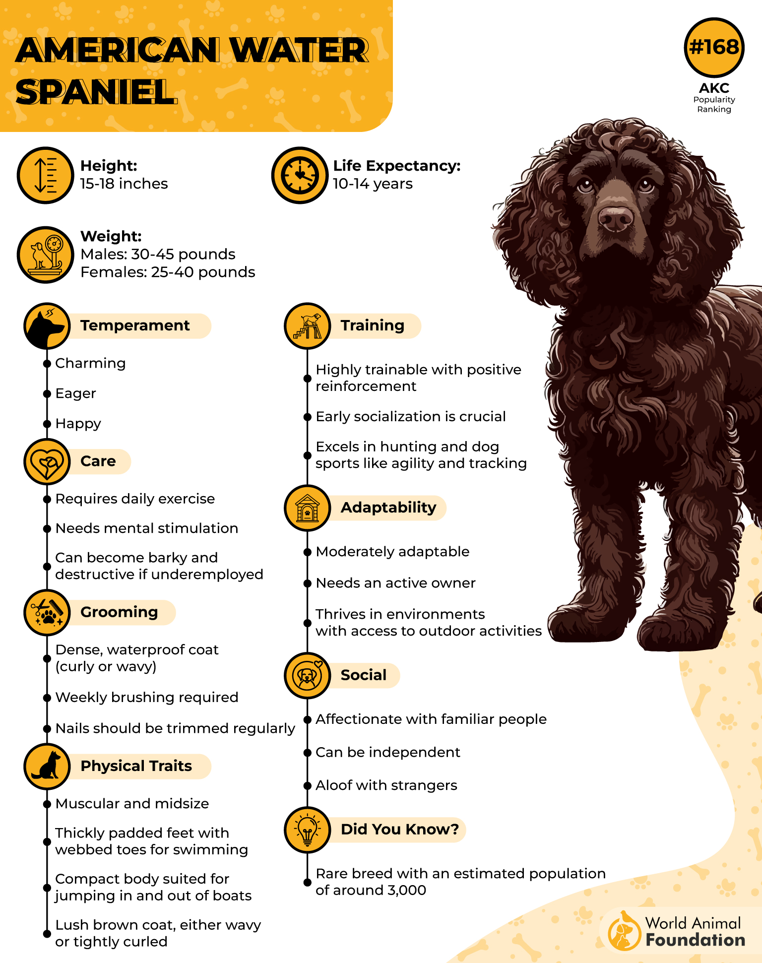 American Water Spaniel Profile