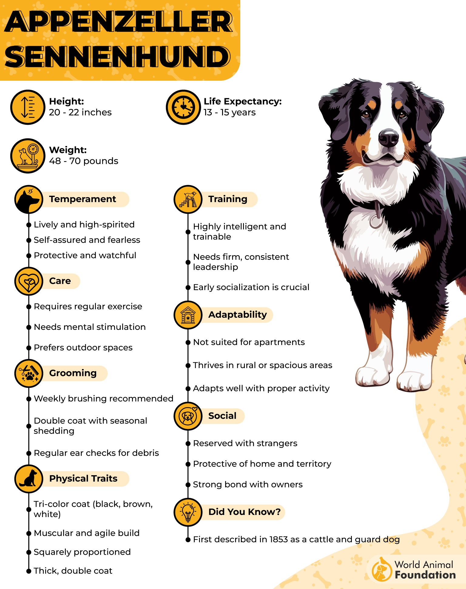 Appenzeller Sennenhund Profile