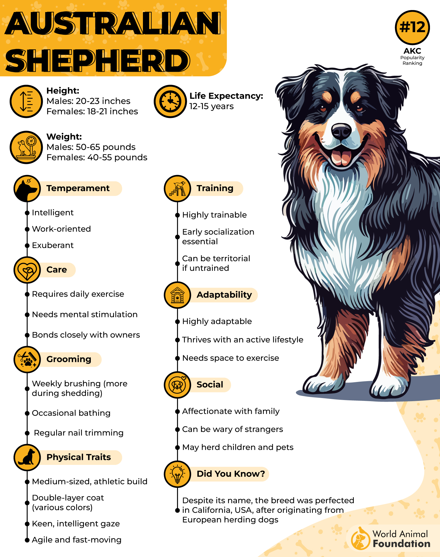 Australian Shepherd Profile