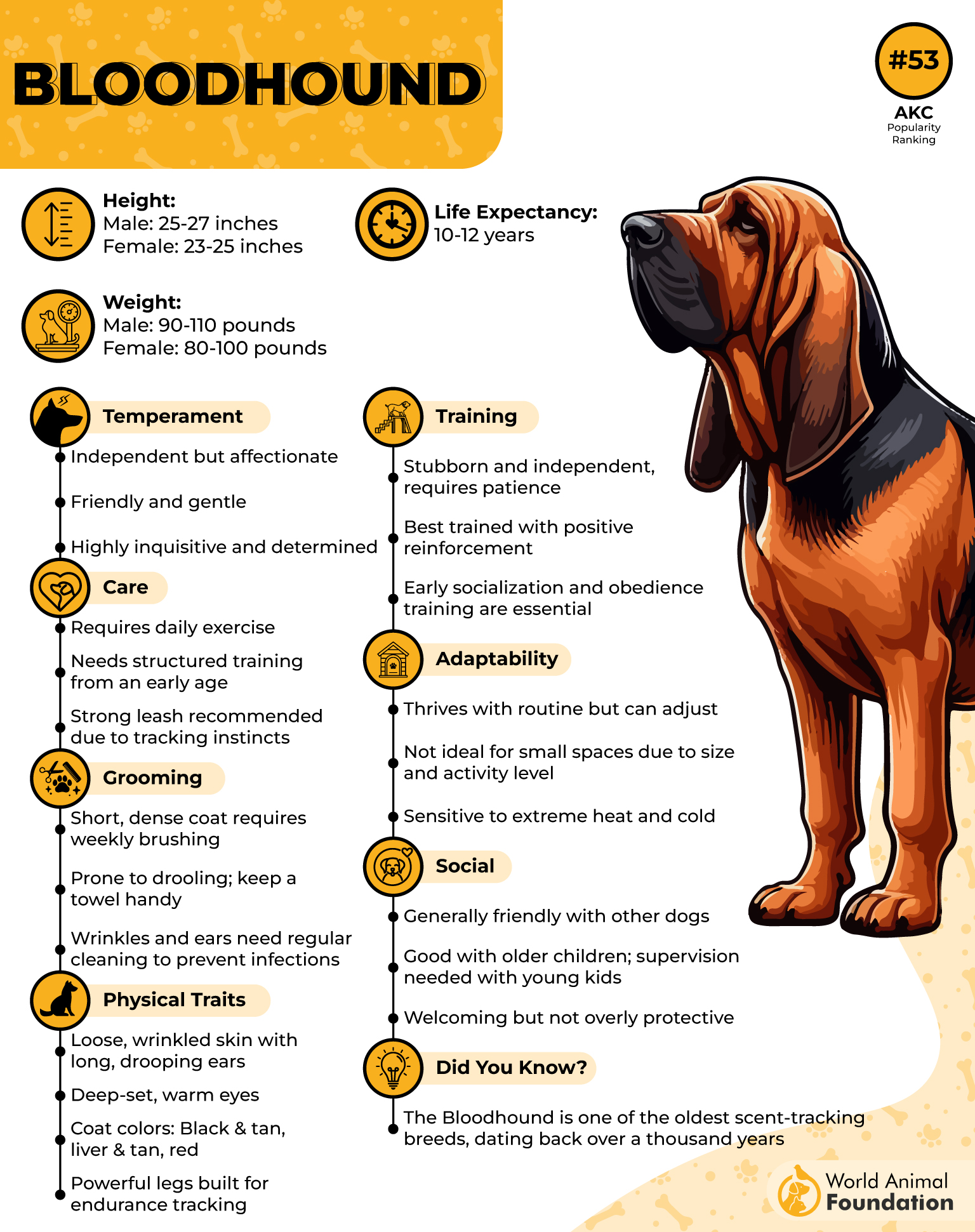 Bloodhound Profile