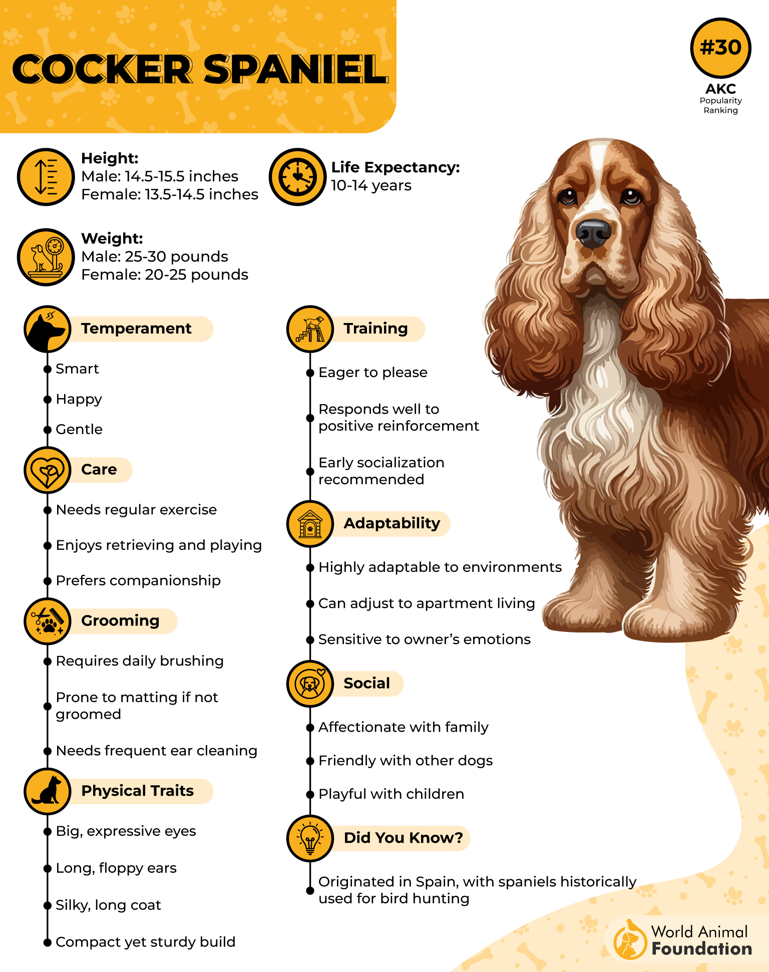 Cocker Spaniel Profile