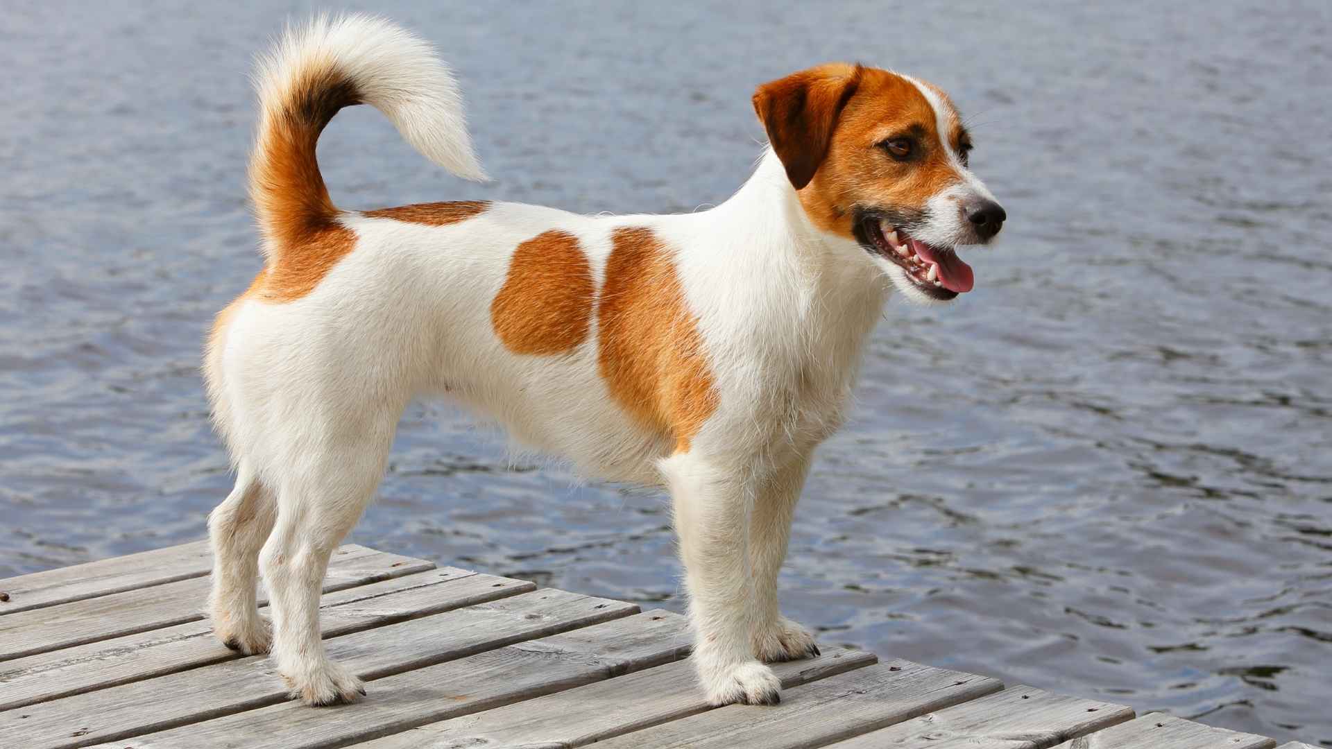 Russell Terrier