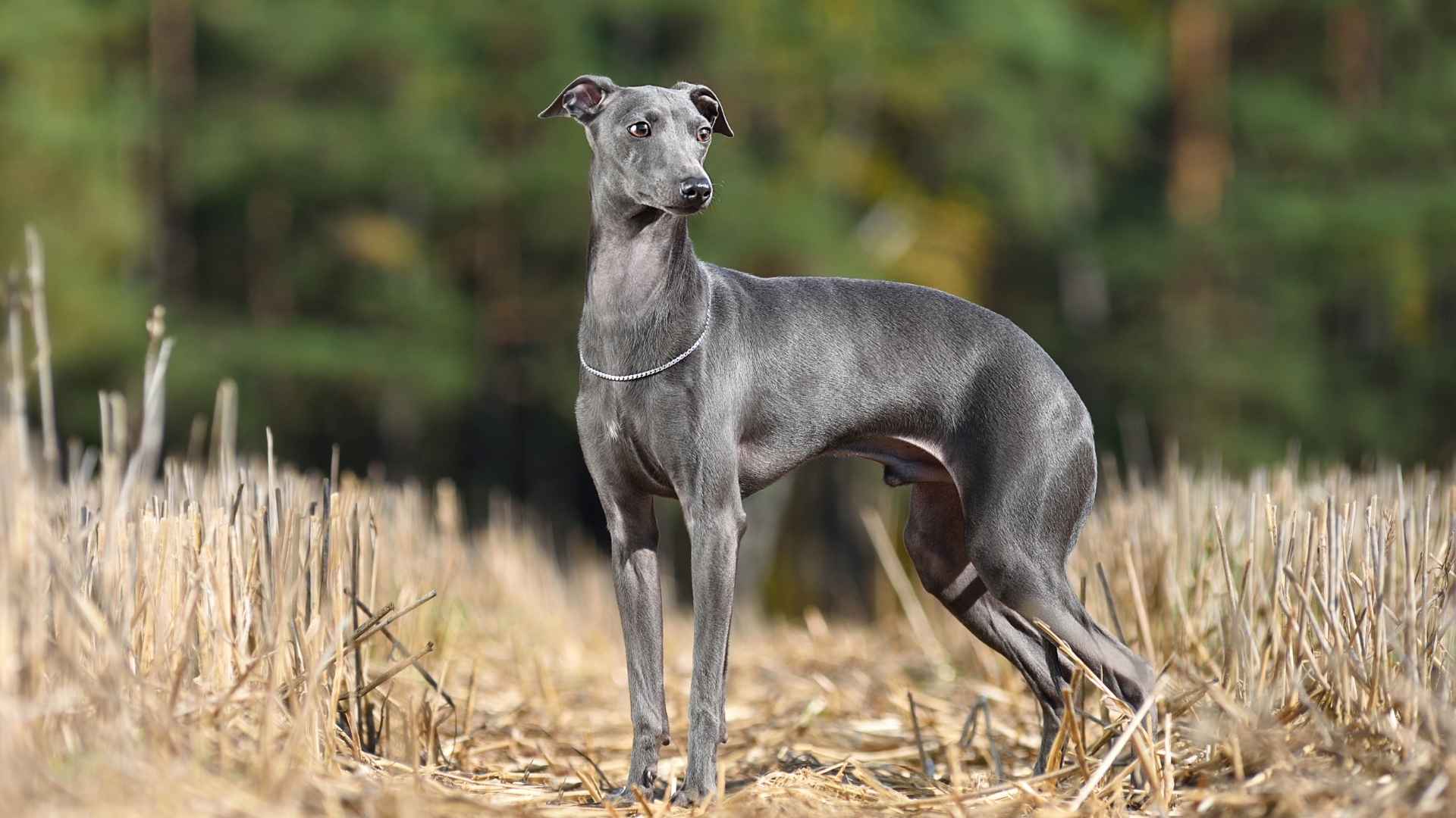 skinny dog breeds