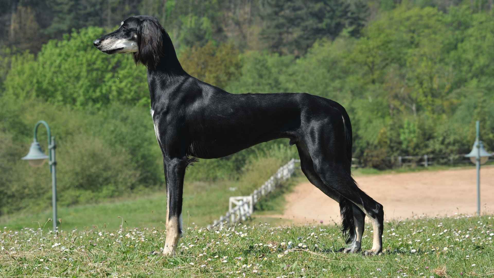 skinny tall dog breeds