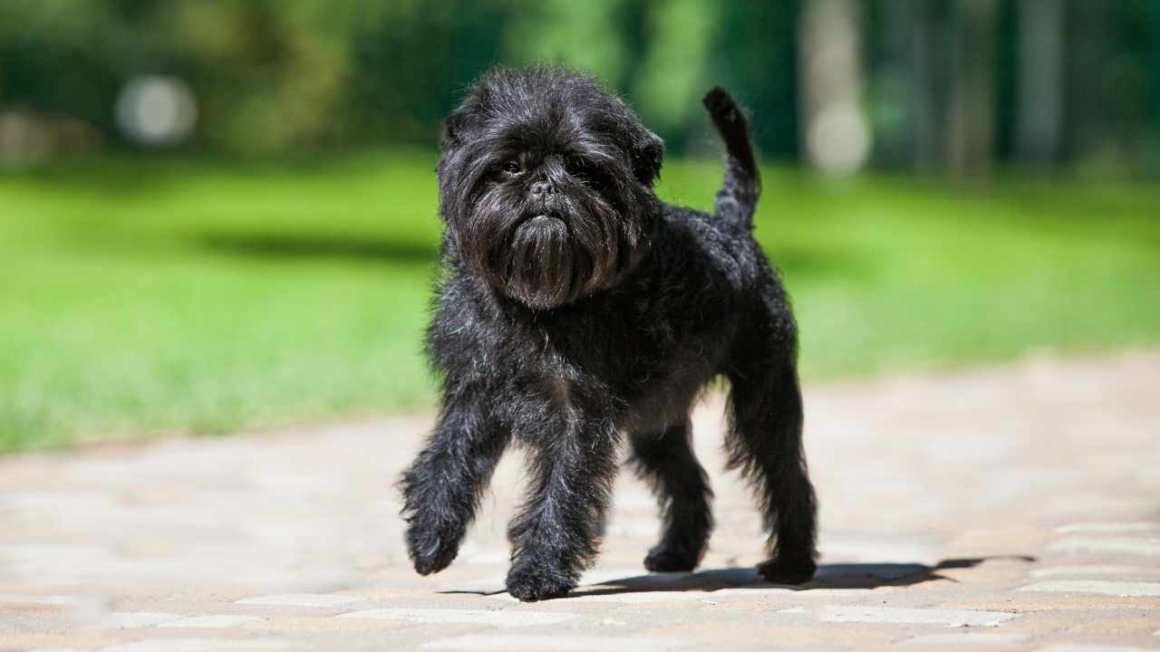 small balck dog