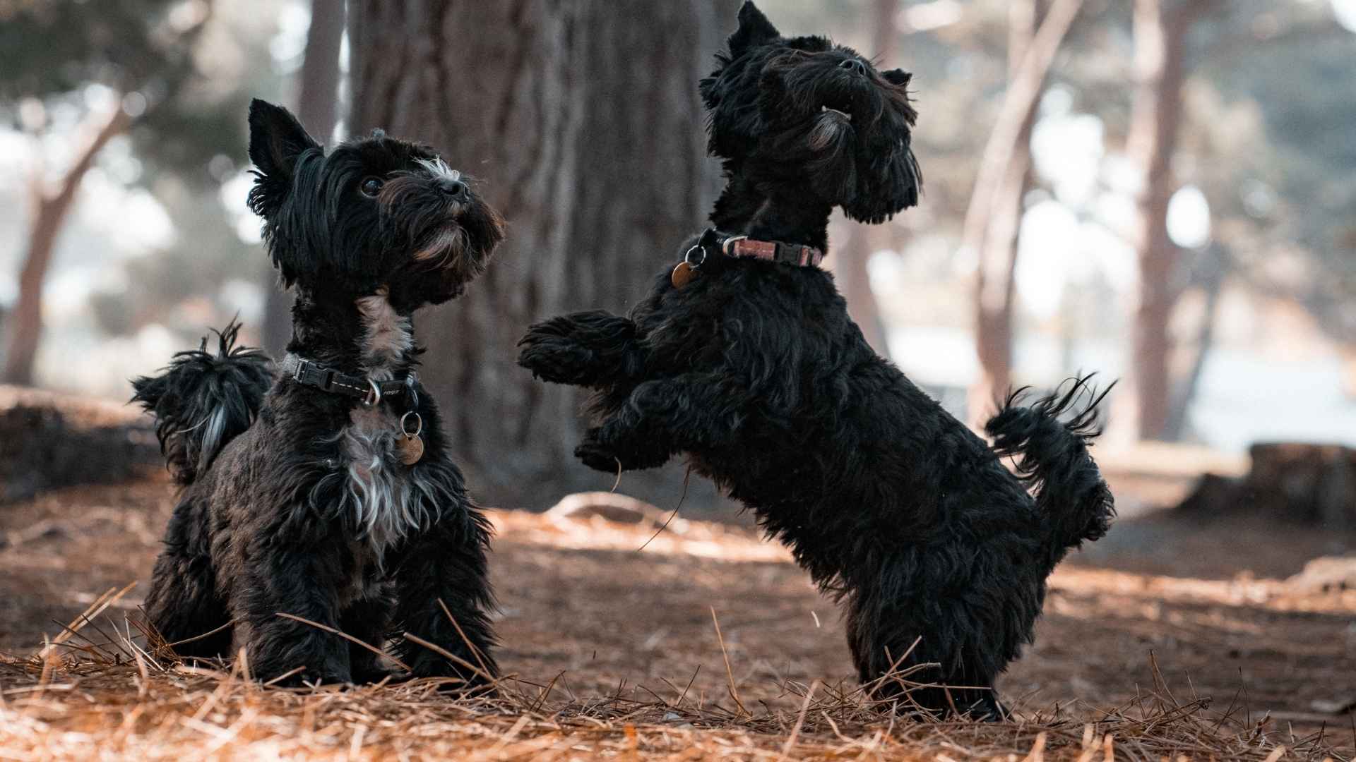 small terrier dogs