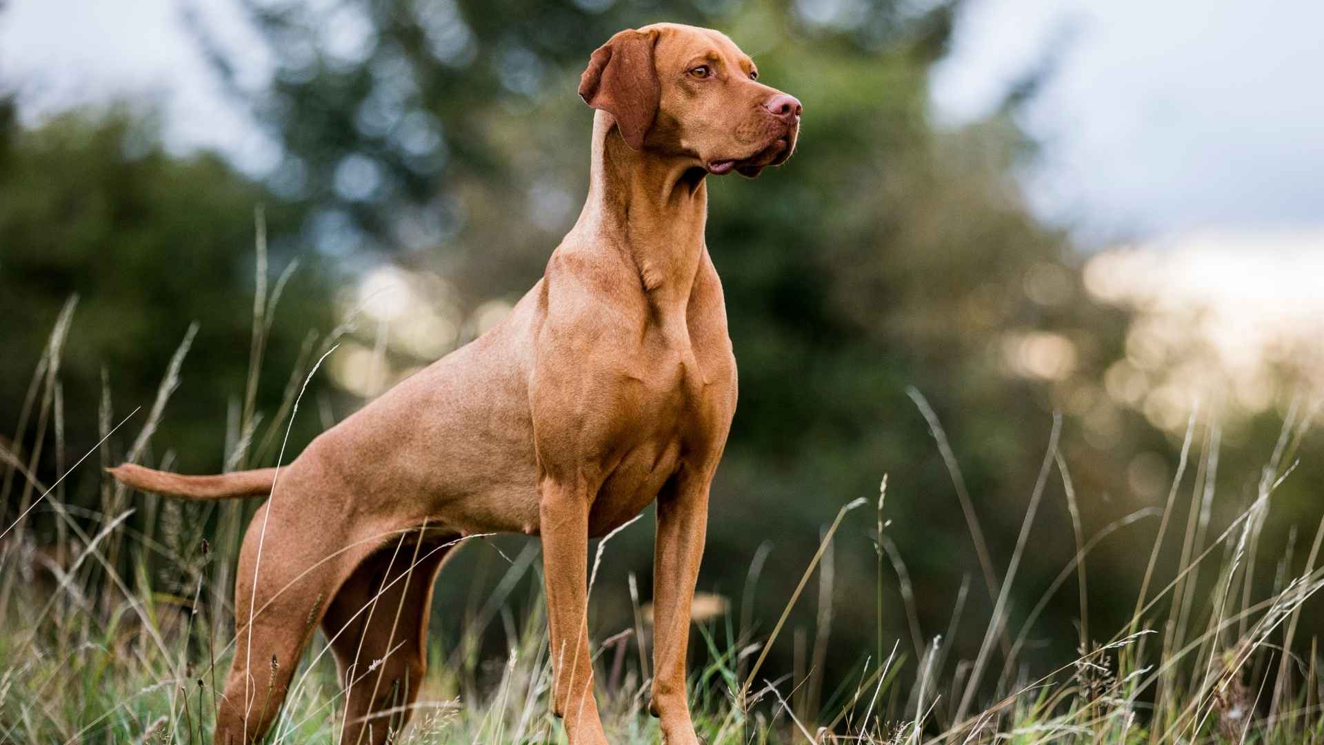 stocky dog breeds